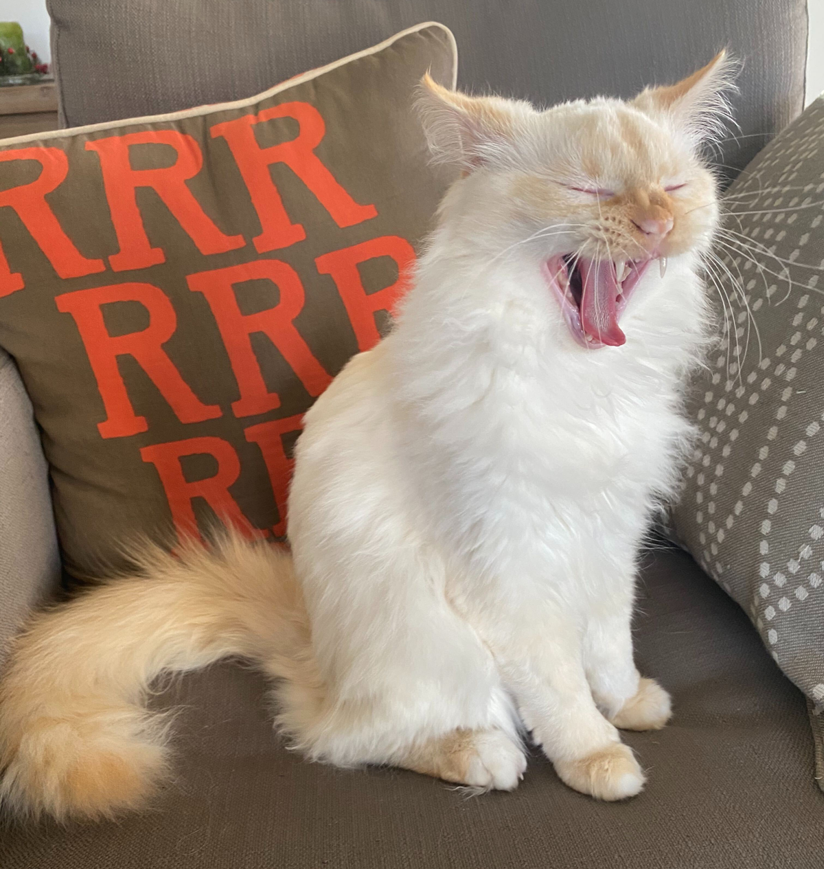 Woodrow, a cream-colored cat, making a "rawr" face